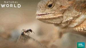 hungry,greedy,animals,food,eat,lizard,ant,bbc earth,natural world