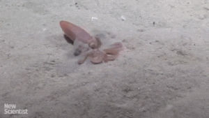 octopus,digging,sand