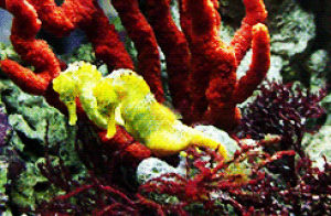 coral,seahorse,swimming,animals,floating,seahorses