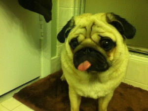 funny dog,funny,pug,cutest dogs ever