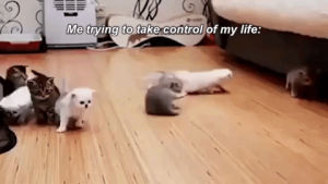 control,life,kittens,row,wise,trying to take control
