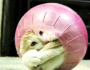 trapped,rolling,cat,animals,kitten,ball