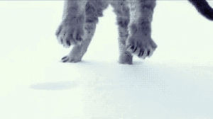 snow,kitty,land,cat