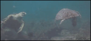 under water,sick,life,water,sea,high five,real,chill,turtle,motion of the ocean