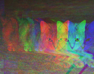 psycho,cat,psychedelic,colors,drugs