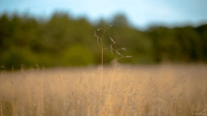 nature,wind,field,cinemagraph,cinemagraphs,twig,perfect loop,living stills