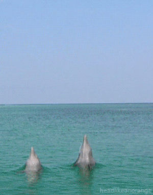 dolphins,beaches,ctrl