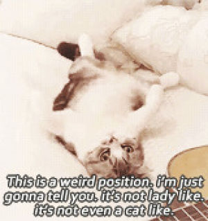 cat,taylor swift,meredith smith