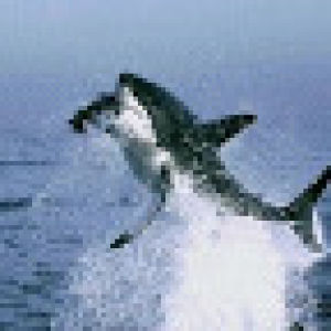 shark attack,sharks,animals,white,attack,great,bite,dont,safaris