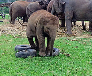 elephant,baby elephant