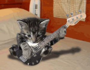 guitar,cat