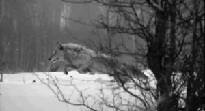 snow,black and white,animal,jump,winter,wolf,forest