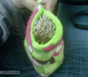 hedgehog,squee,fluffeh