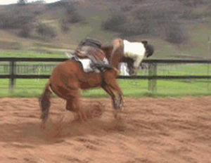 horseback riding,horses,horse,funny,equestrian,horse love