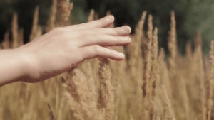 nature,wheat,witch,cinemagraph,hippie,psychic,witchy,sigur ros