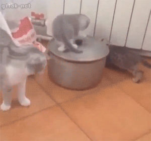 pot,funny,cats,scared,kittens