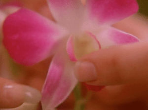 orchid,season 2,episode 5,twin peaks,showtime,flower