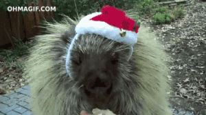 porcupine,christmas,holidays,feliz,feliz navidad