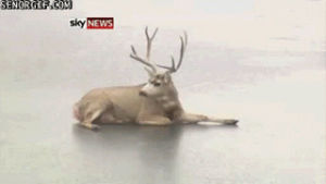 animals,moose,deer,falling,tired,ice,slip