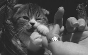 photography,cat,black and white,adorable,sweet