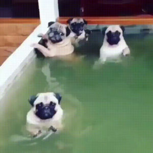 pool,pug,party