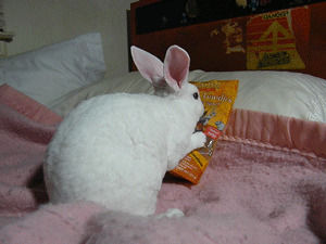rabbit,animal,bunny,rex,white rabbit,cute bunny,cute rabbit,white bunny,velveteen,bunny food,papaya