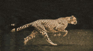 cheetah,running,slowmotion,art,animals
