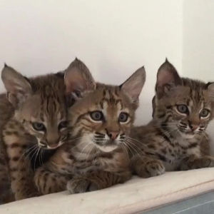 lynx,kittens