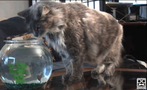 sacred,fish,freak,aquarium,cat,shocked,over,out,roosevelts,common,objects