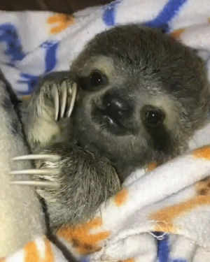 sloth,baby,eyebleach