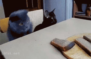 stealing,try again,cat,bread,thief