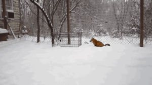 animals,fox,snow