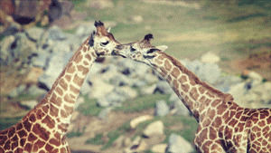 nature,giraffe,giraffes,neck,james patterson,instagram,love,animals,youtube,tongue,kisses,wildlife,baby animals,animal s,tall,wi,sdzsafaripark