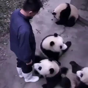 panda,affection