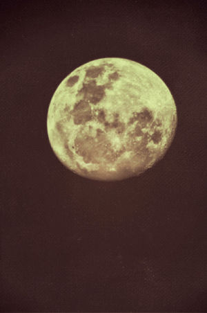 night,love,scary,moon,wolf,midnight