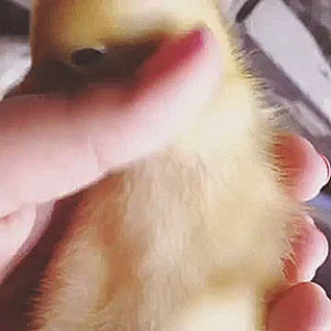 duck,likes