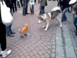 cat,dog,balloon,barking