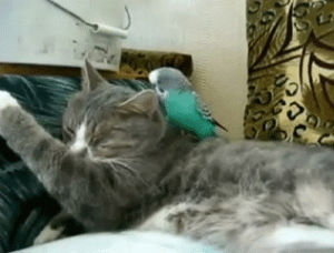 morning,bird,annoying,cat,wake up