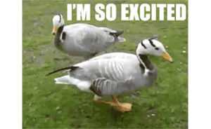im so excited,cat,dancing,happy,excited,white,house,images,duck