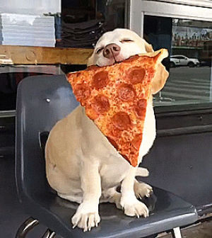 dog,happy dog,hotdog,hot dog,food,pizza,happiness,foodporno
