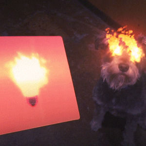 fire eyes,schnauzer,rage,funny,dog,loop,lol,video,design,fire,eyes,puppy,dogs,motion,dope,flame,contest,giveaway,gifpop
