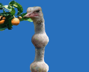 eating,bird,ostrich,orange,emu,gulp,stupid,oranges,animals