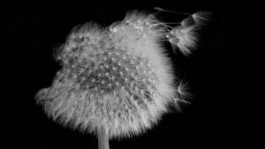 wind,black and white,flower,blow