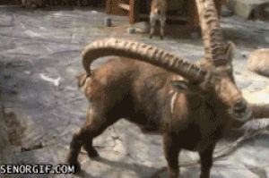 animals,ram,ibex,itch,itching,scratching,butt,standing,using,horn
