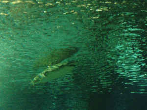 shark,aquarium