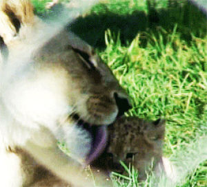 lick,animals,nature,lion,cub