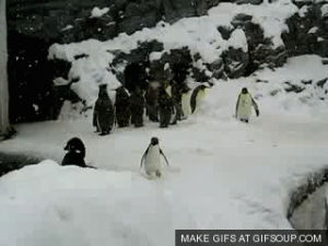 penguin,dancing,happy,christmas,excited,snow,running,exciting
