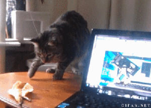 cat,scared,kitten,laptop,terrifying,piruette