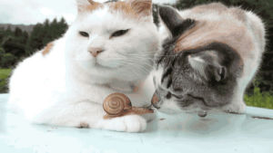 snail,cat,animals