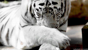tiger,animals,licking,paws,siberian,bath